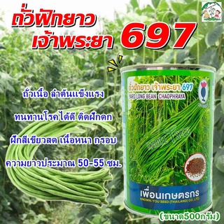 เมล็ดถั่วฝักยาว เจ้าพระยา697 ขนาด500กรัม เมล็ดพันธุ์ถั่วฝักยาว ตราดอกแตง