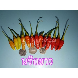 พริกขาว 20 เมล็ด10฿ (ไม่ใช่พริกขี้หนู)