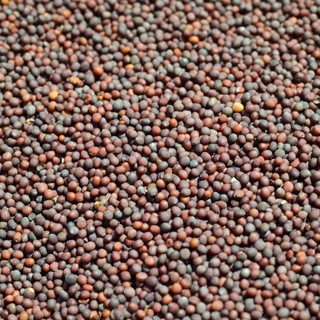 Mustard Seeds 100g. เมล็ดมัสตาร์ด 100กรัม