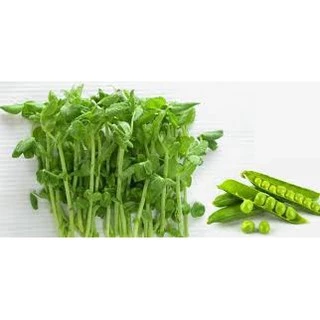 เมล็ดโต้วเหมี่ยว ถั่วลันเตา pea seed เมล็ดเพาะงอก เมล็ดไมโครกรีน โต้วเหมี่ยว ต้นอ่อน เพาะงอก