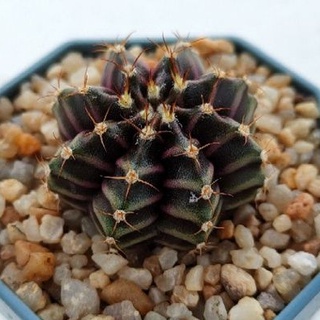Cake Cactus Farm กระบองเพชร Gymnocalycium mihanovichii  ม่วงพราว  ยิมโนลูกผสม ยอดม่วง มีเชื้อด่าง