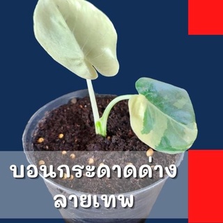 1 ต้น !Alocasia macrorrhizos ต้นบอนกระดาดด่างขาว จากต้นแม่ด่างแท้ จัดส่งพร้อมกระถาง 3 นิ้ว ไม้ด่างแท้รับประกันด่างลายเทพ