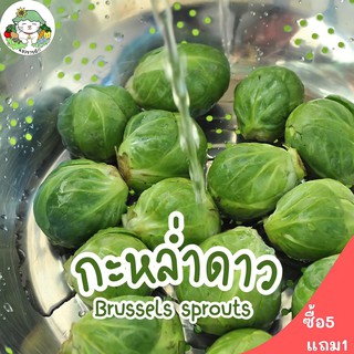 เมล็ดพันธุ์ กะหล่ำดาว 200เมล็ด Brussels sprouts Seed เมล็ดพันธุ์แท้ นำเข้าจากต่างประเทศ ผักสวนครัว ผักกะหล่ำดาว พร้อมส่ง