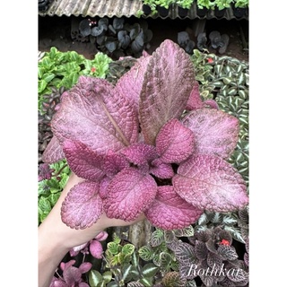 พรมญี่ปุ่น พรมกำมะหยี่ ราสเบอร์รี่ episcia raspberry frost ใบสีชมพูอมม่วง ดอกสีแดง ต้นไม้ตกแต่งสวน ตกแต่งห้อง