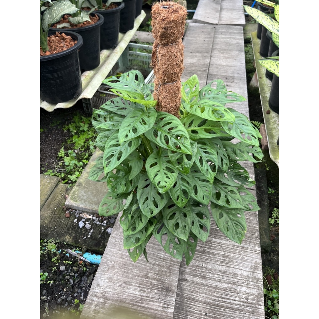 ต้นไม้ที่ได้รับเป็นต้นไม้จริง ดังนั้นฟอร์มอาจจะต่างกันไปบ้างค่ะ  ต้นนี้เมื่อแพคลงกล่อง ต้นอาจมีเอียงบ้าง เพราะในกล่องมืด