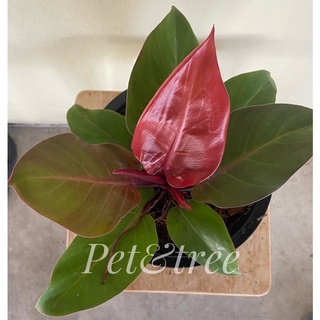 ❤️Philodendron Cherry Red (เชอร์รี่เรด )❤️☘️กุมารเเดงเรียกทรัพย์🪴ไม้มงคลเรียกทรัพย์🪴☘️การันตีแพคดีส่งไว📦💸ราคาถูกที่สุด