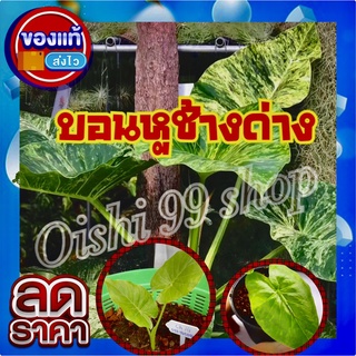 สินค้ามาไหม่!!!!บอนหูช้างด่าง ขายแบบต้น ลำต้นสูงใบคงที่ เป็นสินค้าลุ้นด่าง ต้นแม่ด่าง บางต้นมาด่างมาแล้ว (1ต้น/แพ็ค)