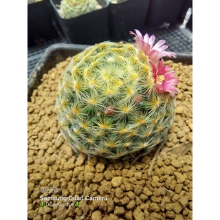 MAMMILLARIA SCHIEDEANA
 ขนาด3-4 ซม ไม้เมล็ด