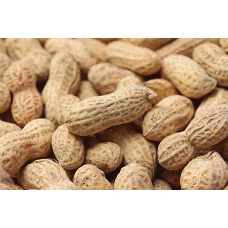 ถั่วดินกบินทร์ ถั่วลิสง เมล็ดพันธุ์ 20-30 เมล็ด [10 แถม 1 คละได้] - รูปที่ 2