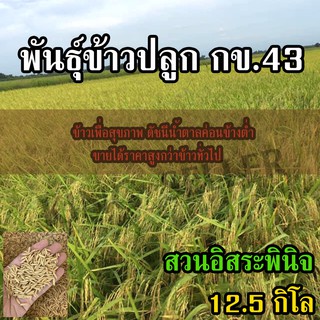 ข้าวปลูก กข43 ขนาด 12.5 กิโลกรัม.