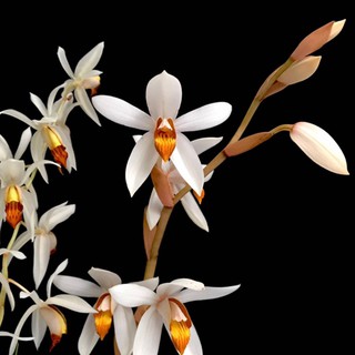 เอื้องเทียนพังงา Coelogyne pachystachya