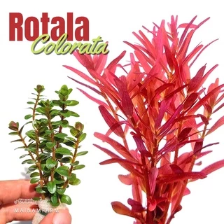 โรทาล่า โคโลราต้า - Rotala Colorata ราชินีสีแดงแห่งโลกไม้น้ำ