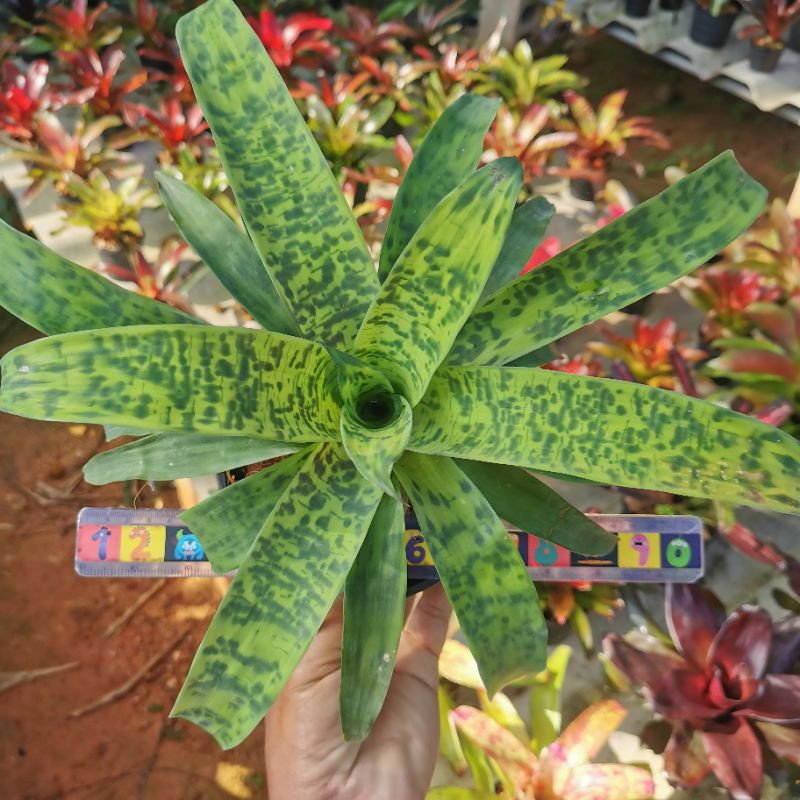 สับปะรด​สี Vriesea​ Smudge​ Grub​   ไม้ประดับ Bromeliad​ Vriesea​