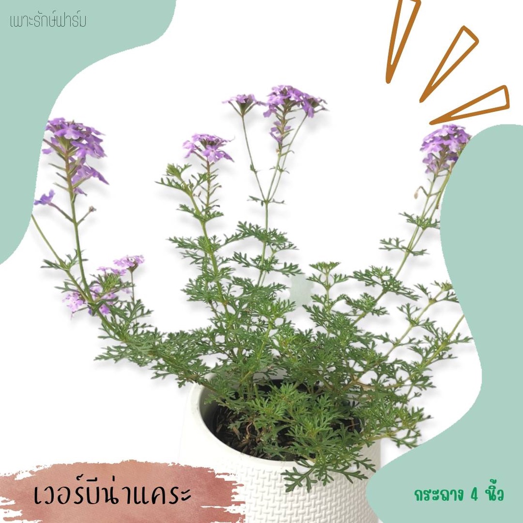 ดอกเวอร์บีน่าแคระ Verbena #ไม้ดอกทานได้ ออกทั้งปี #F05