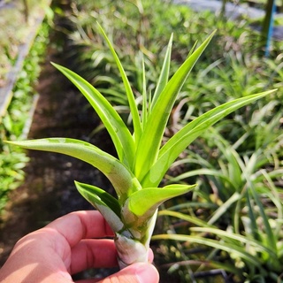 Tillandsia Flexuosa ทิลแลนเซีย สับปะรดสี