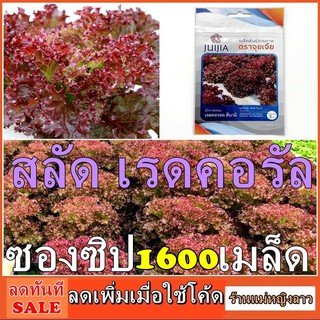 สลัด เรดคอรัล 1600เมล็ด ซองซิป พันธ์ุแท้ เปิดปิดสะดวก ปลูกง่าย ต้นอวบ รสชาติดี โตไว ซองดั้งเดิม สลัดโรล ผักสวนครัว 141