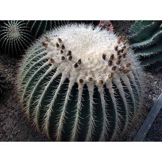 คละ สวนครัว ปลูก/Echinocactus grusonii v alba (ถังเงิน) (5 เมล็ด)/อินทรีย์ คละ สวนครัว คะน้า มะ/เมล็ด เมล็ดพันธุ์ ต้น