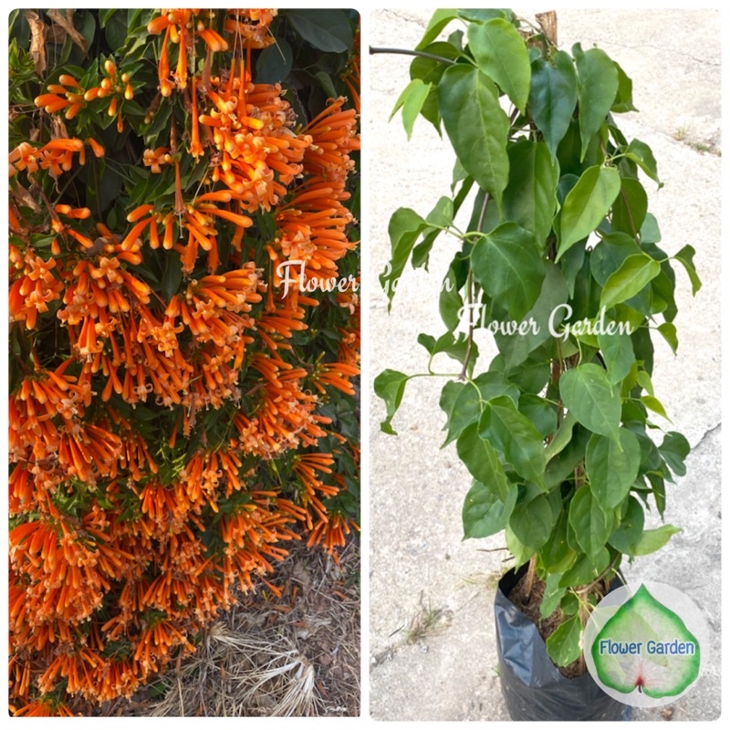 F390 พวงแสดเลื้อย Flame Vine,Venusta Creeper สูง80-100 ซม.ไม้เลื้อย ทำซุ้ม ทำรั้ว #ดักจับฝุ่น ออกดอกทั้งปี