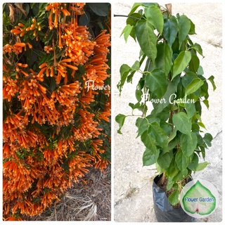 Flower Garden F390 พวงแสดเลื้อย Flame Vine, Venusta Creeper #ไม้เลื้อย ทำซุ้ม ทำรั้ว #ดักจับฝุ่น ออกดอกทั้งปี