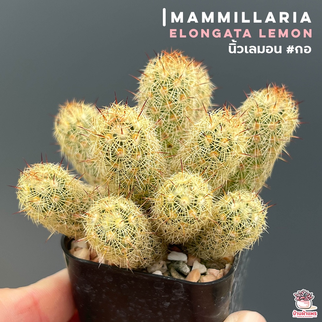 นิ้วเลมอน #กอ Mammillaria elongata lemon แคคตัส กระบองเพชร cactus&succulent