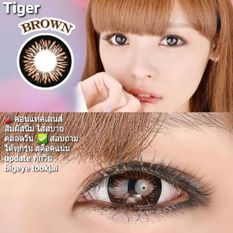 💟 Tiger ( Pussycat Miranda) Pitchylens Sweety Preaty doll brown gray black Contactlens บิ๊กอาย คอนแทคเลนส์ ราคาถูก