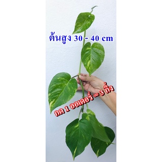 กิ่งพลูด่างใบใหญ่ติดรากพร้อมปลูก (Golden Pothos)