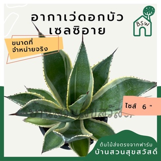 อากาเว่ดอกบัว
เซลซิอาย