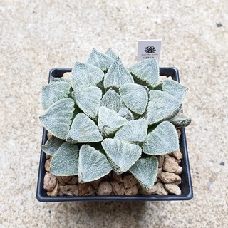 พร้อมส่ง!!ฮาโวเทีย Haworthia pygmaea hybrid Yukihime) จัดส่งแบบล้างราก