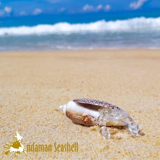 Andaman seashell  แก้วเป่าติดเปลือกหอย รูปปูเสฉวน ติดเปลือกหอย 32