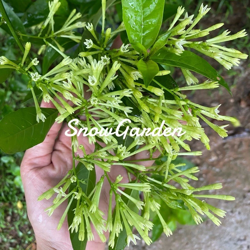 ต้นราตรี หรือ ต้นหอมดึก ไม้ดอกยิ่งดึกยิ่งหอม 🍃