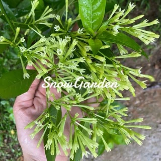 ต้นราตรี หรือ ต้นหอมดึก ไม้ดอกยิ่งดึกยิ่งหอม 🍃