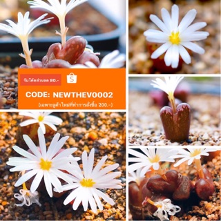 🌼Conophytum pellucidum "Baileys Pass"10pcs 69.-