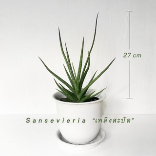 “เพลิงสะบัด” Sansevieria ไม้ตระกูล ลิ้นมังกร ไม้ฟอกอากาศ ต้นสูง 7 นิ้ว พร้อมกระถาง 6 นิ้ว