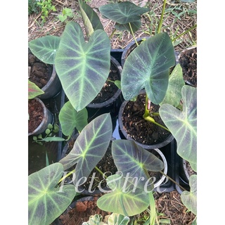 🔥H🎀O🎀T🔥🪴ต้นบอนcolocasia alohaโคโลคาเซียอโลฮ่า🪴ต้นบอนนอกอโลฮ่า🌱ฟอร์มสวยโตขึ้นน้องจะใบสีดำ🖤กระถาง8นิ้วฟอร์มสวยมาก💸พร้อมส่ง