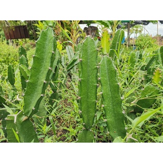 คัดตอคุณภาพดี ตอสามเหลี่ยม​ ตัดสด Cactus แคคตัส กระบองเพชร ราคาถูก​ สามเหลี่ยม​ 3เหลี่ยม ตอ ตลาดตอ ตอกราฟ