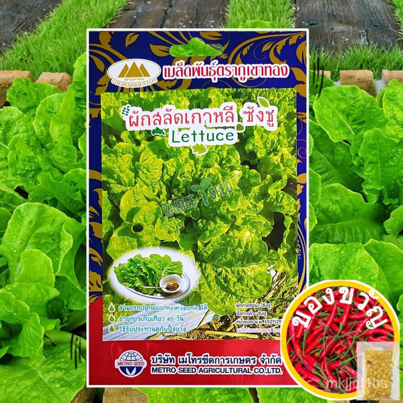 เมล็ดผักสลัดเกาหลี ซังชู Lettuce ปริมาณ200เมล็ด ตราภูเขาทอง เมล็ดผักสลัด เมล็ดพันธุ์สลัดMarigoldCabb