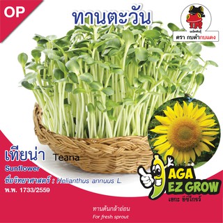 เมล็ดพันธุ์ ทานตะวัน เทียน่า บรรจุ 5 กรัม [โปรโมชั่น ซื้อ10ซอง แถมฟรี 1ซอง]