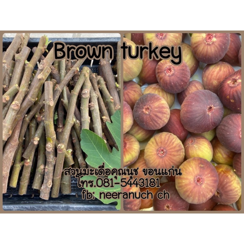 กิ่งสดมะเดื่อฝรั่งบราวน์ตุรกีชุด5กิ่ง/brown turkey fig cuttings set5pieces