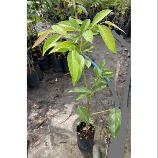 🌱ต้นมันปู​ พืชสมุนไพร