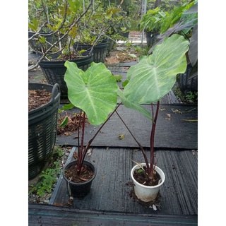 ต้นใหญ่ไซต์ตั้งแม่  บอนเลม่อนไลม์ ใบด่าง Colocasia lemon lime gecko สูง60-70cm รากเยอะ ในกระถาง8นิ้ว