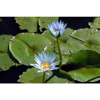 10 เมล็ด เมล็ดบัว สีน้ำเงิน นำเข้า บัวนอก สายพันธุ์เมล็ดบัว Waterlily Nymphaea Seeds