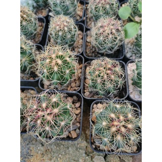 เทโลแคคตัส ไบคัลเลอร์ Thelocactus bicolor 🌵🌈🌵🌈🌵🌈