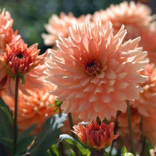 รักเร่ Dahlia สายพันธุ์ Gallery Leonardo นำเข้าจากเนเธอร์แลน หัวสดใหม่ 1 หัว/ออเดอร์