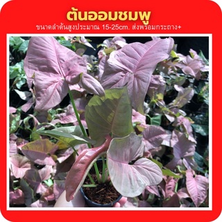 ออมชมพู (Pink Syngonium)  ต้นไม้มงคล ต้นไม้ฟอกอากาศ ส่งพร้อมกระถาง 3 นิ้ว