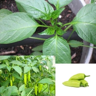 เมล็ดพริกหยวก 10 เมล็ด 🌱 ซื้อ 10 แถม 2 คละได้ 💥 เลือกของแถมได้ คิดถึงเมล็ดผัก คิดถึง skinsun