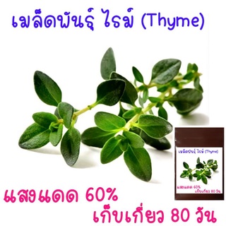 100 เมล็ด เมล็ด​พันธุ์​ ไธม์​ German thyme.​