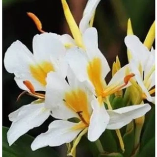 มหาหงส์ 11สี(เหง้า)แยกให้เลือก สเลเต ไม้มงคล ว่านมหาหงส์ ต้นมหาหงส์