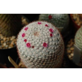 เมล็ด Mammillaria albilanata 20เมล็ด