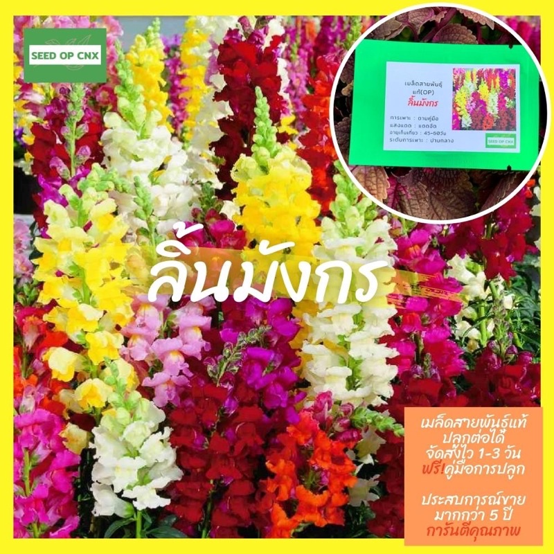 เมล็ดสายพันธุ์แท้หายาก #ลิ้นมังกร 300เมล็ด แท้ % [ในร้านมีให้เลือกอีกเยอะมาก ]