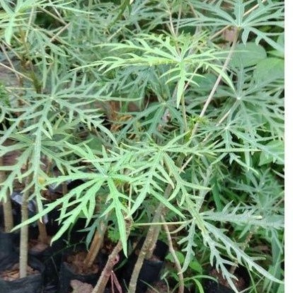 ต้นว่านนพเก้าหรือฝิ่นต้นพร้อมปลูกต้นละ60บาท